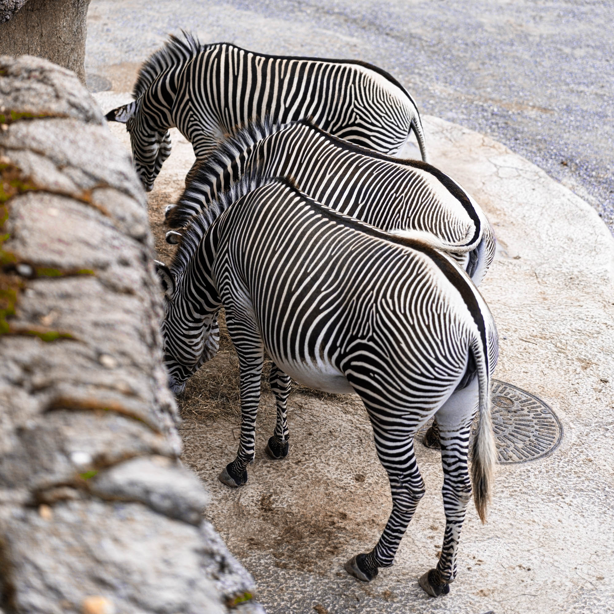 Zebra