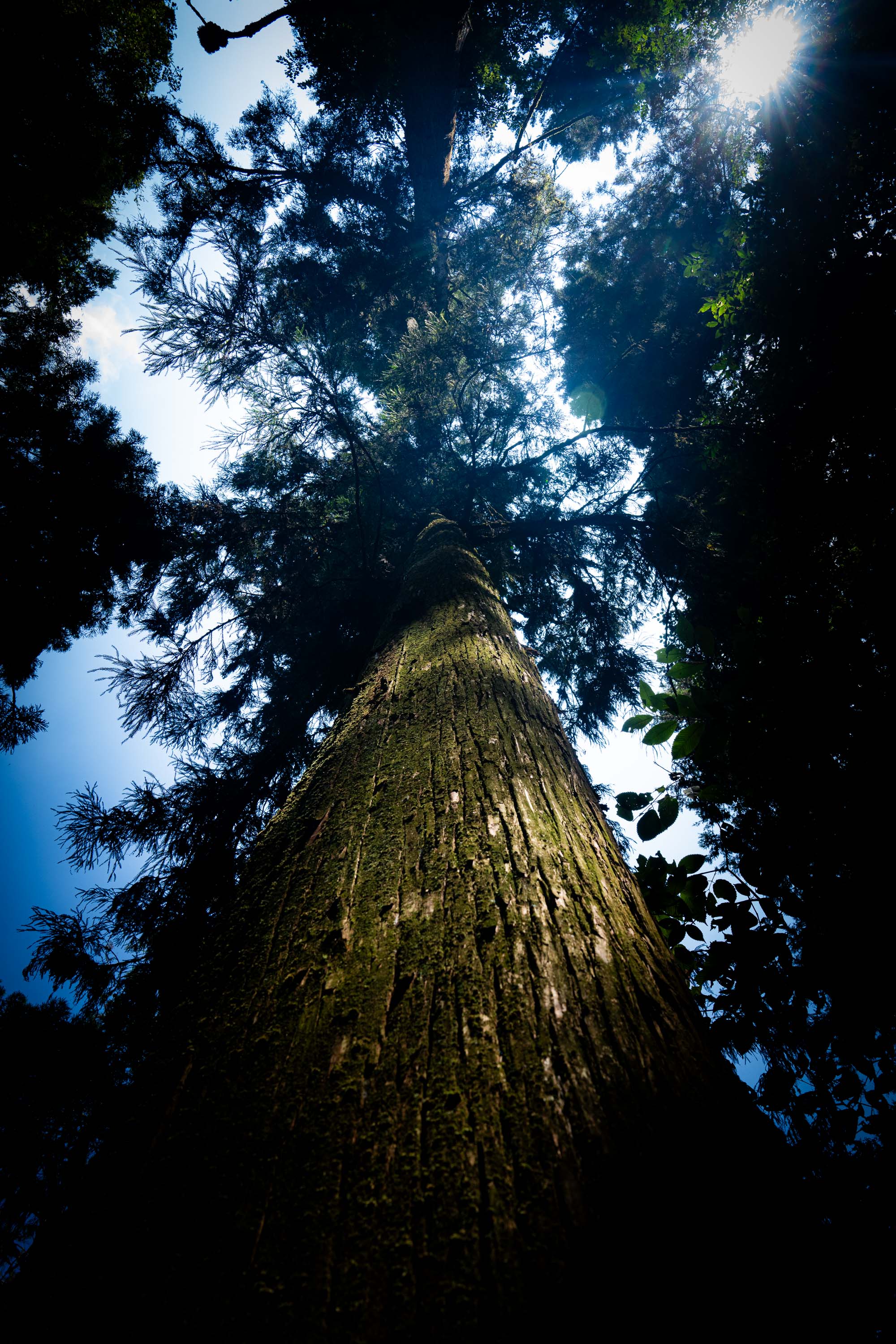 7CR08667_ILCE-7CR_Japan_Summer