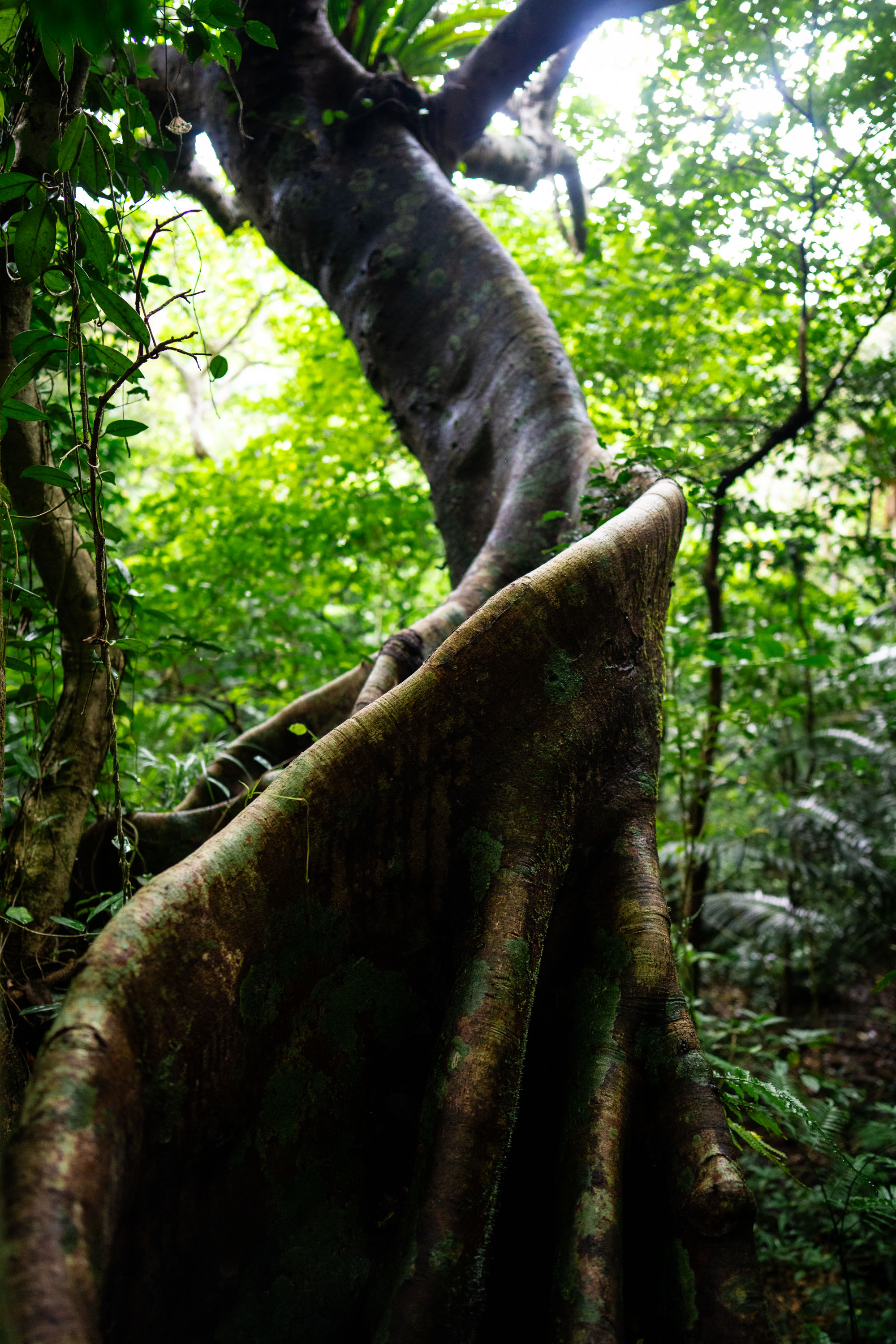 7CR08895_ILCE-7CR_Japan_Summer