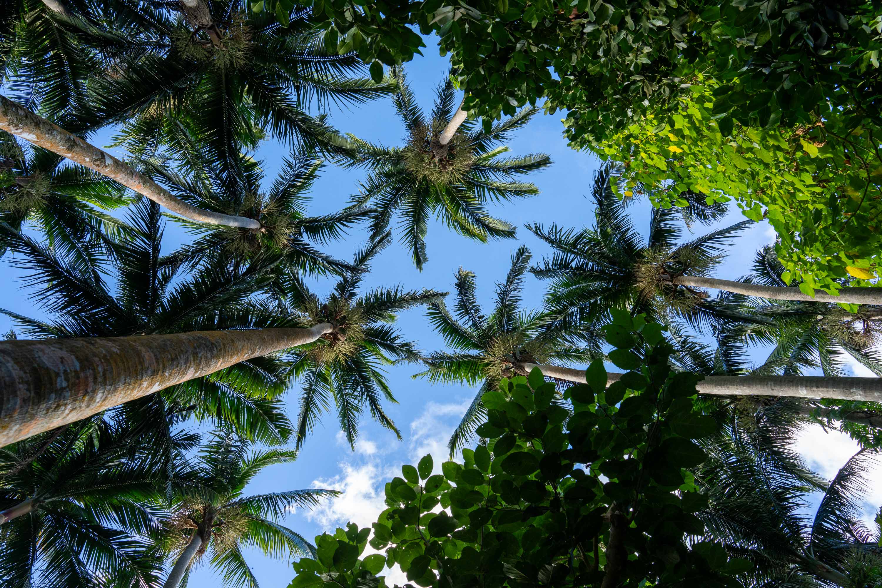 7CR08985_ILCE-7CR_Japan_Summer