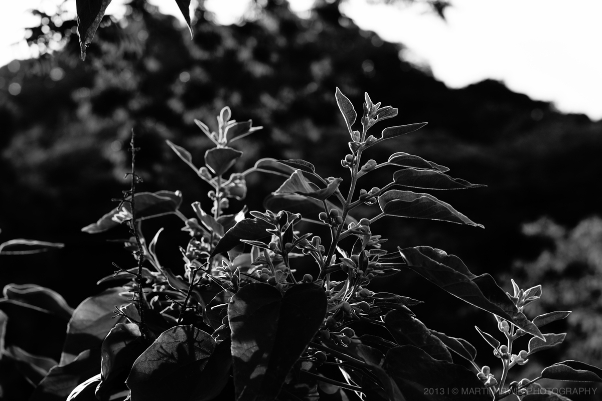 20130719-DSC06491.jpg
