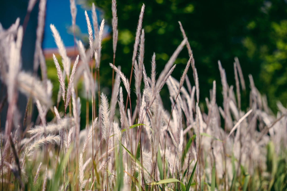 Grass | A7R & Carl Zeiss Sonnar 55mm F1.8 | 1/500s f/3.2 ISO100 55mm