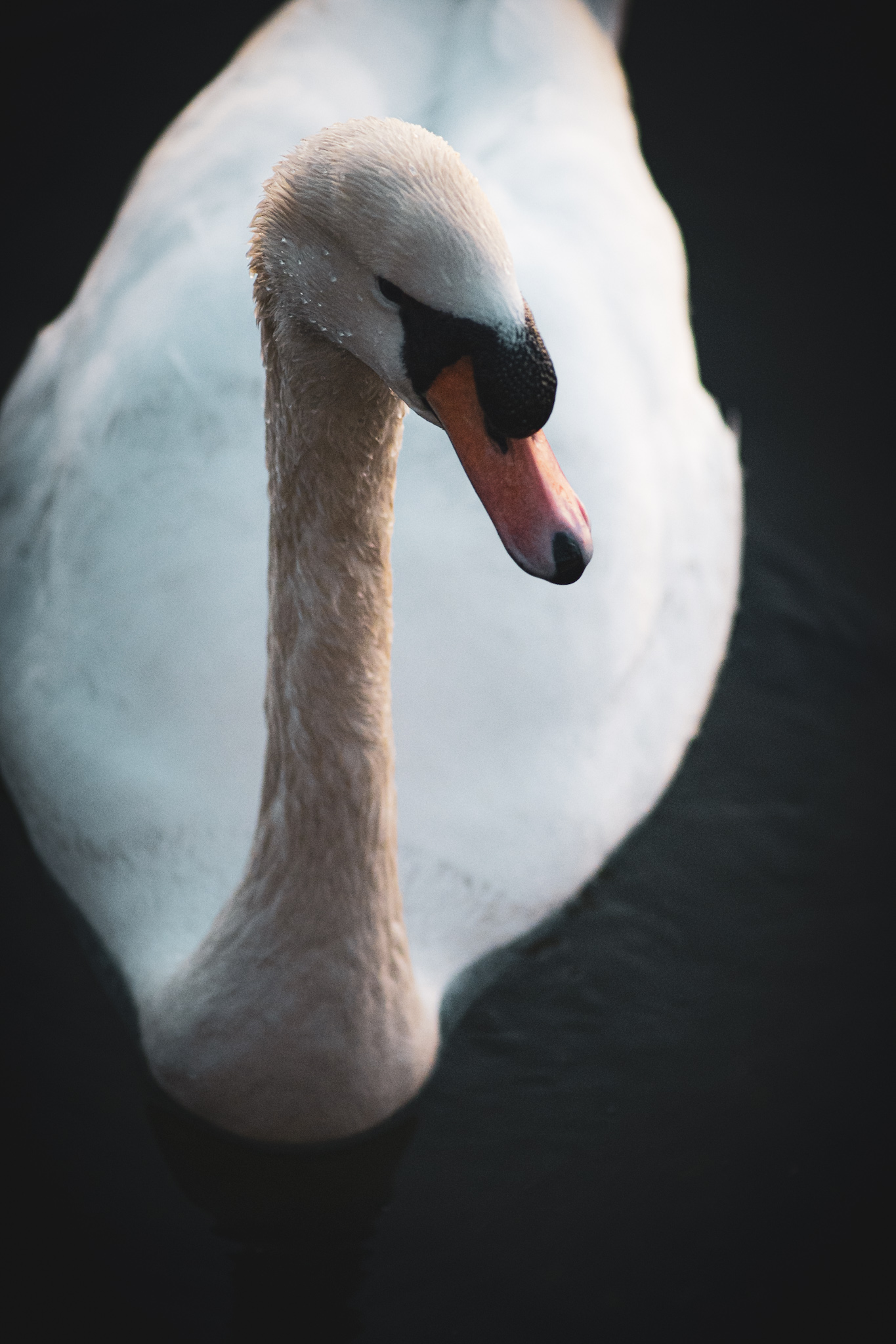 Mute Swan