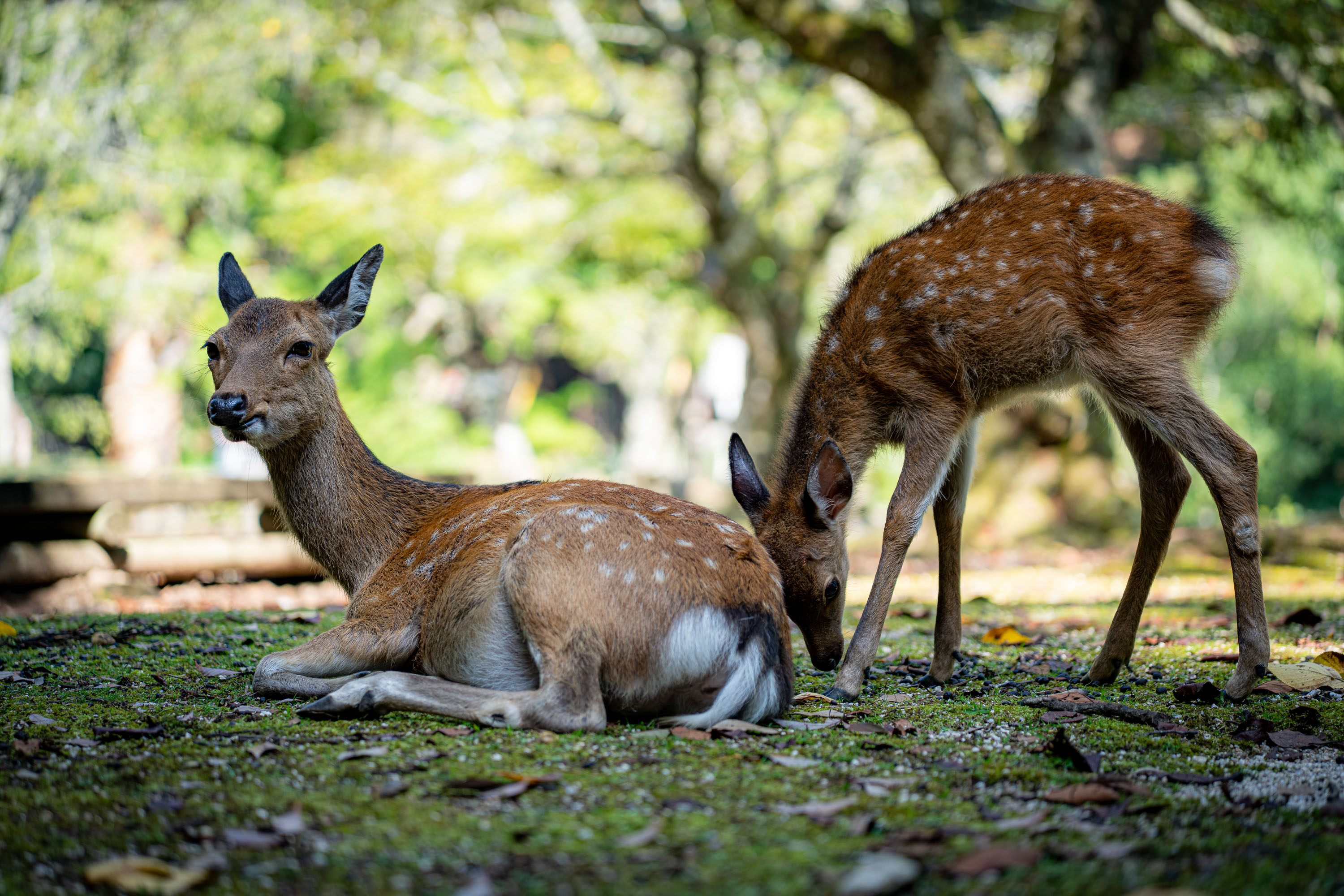 Iriomote-jima, Japan