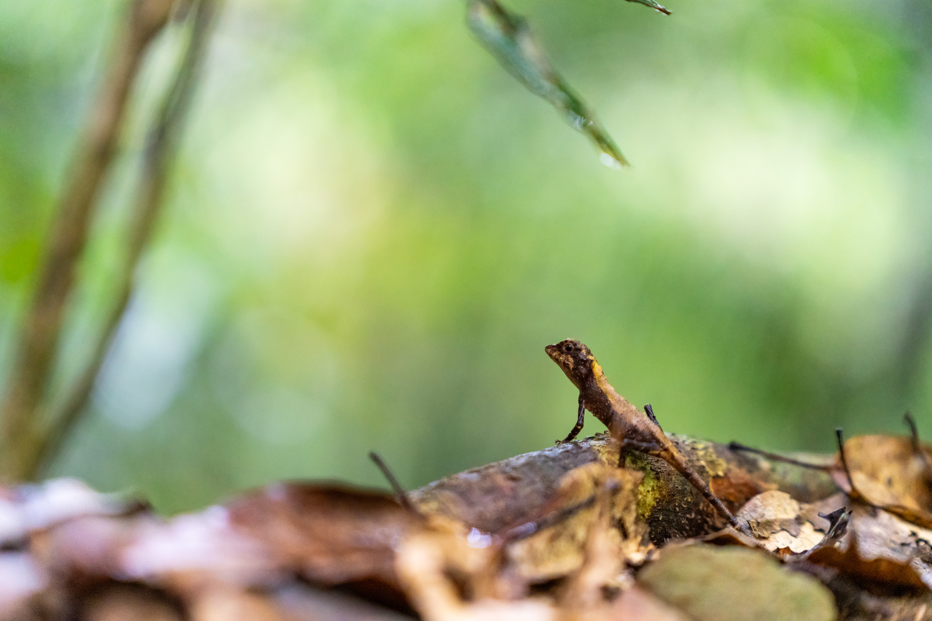 Iriomote-jima, Japan