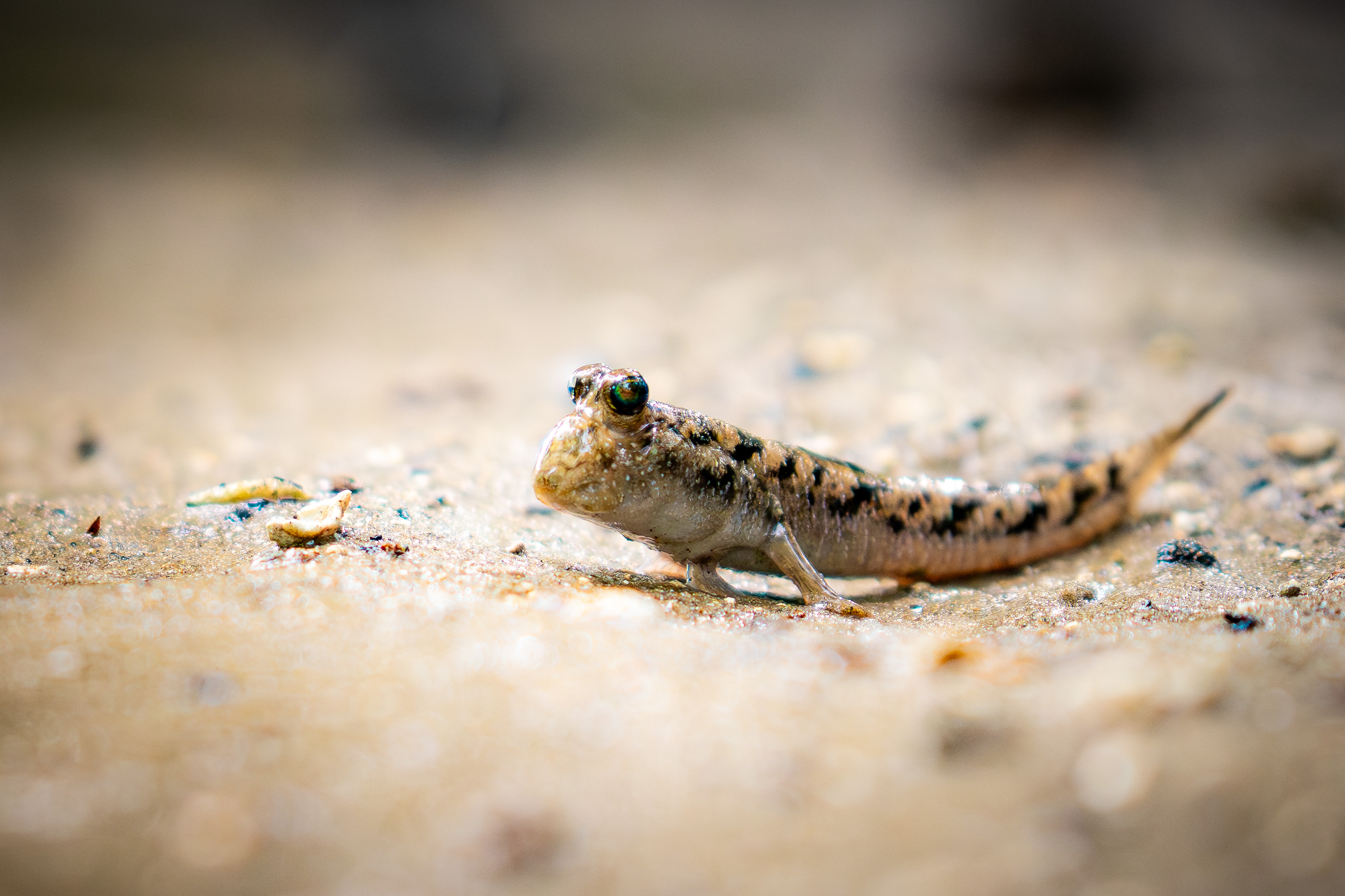 Iriomote-jima, Japan