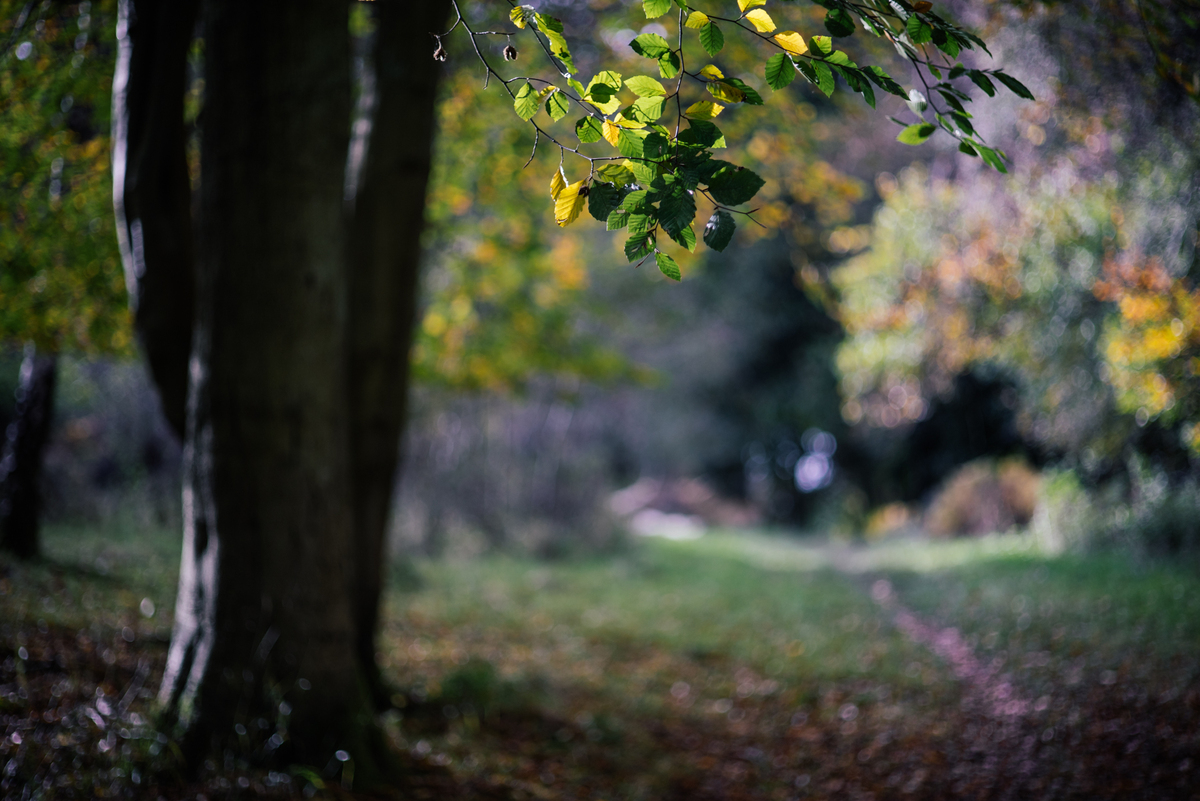 The path less trodden | A7R & Carl Zeiss Jena Pancolar 80mm F1.8 | 1/400s f/1.8 ISO200 80mm