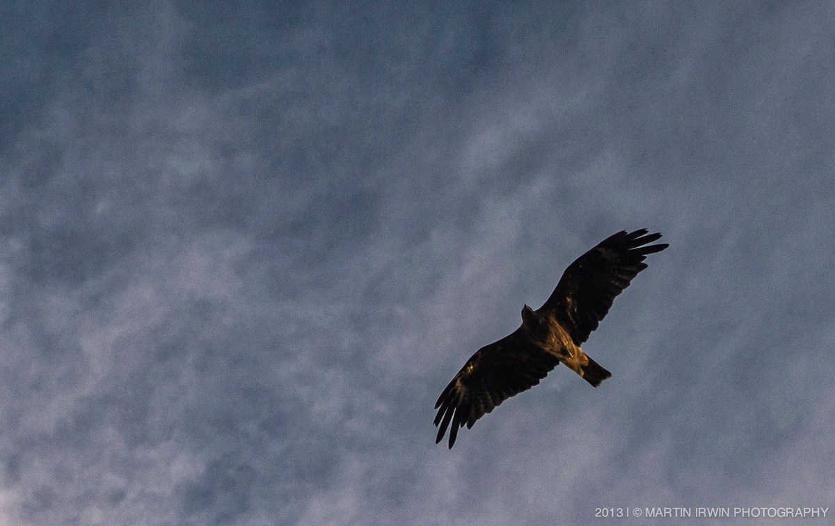 20130719-DSC06515.jpg