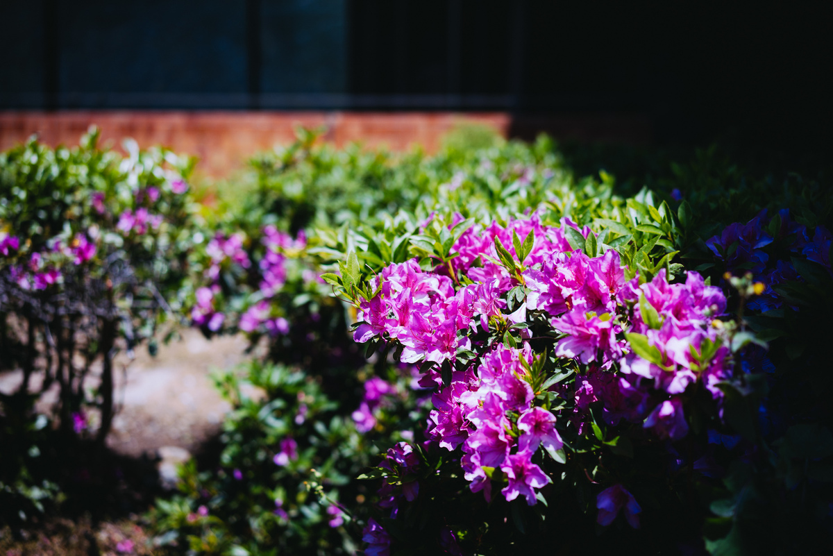 つつじ | A7R & Carl Zeiss Sonnar 55mm F1.8 | 1/800s f/2.2 ISO100 55mm