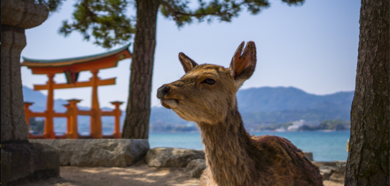 Itsukushima Shrine/Miyajima [Hiroshima Pt. 3]