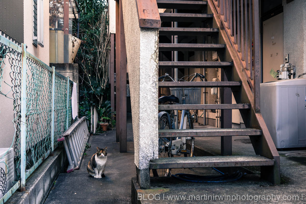 KITTY-1.jpg